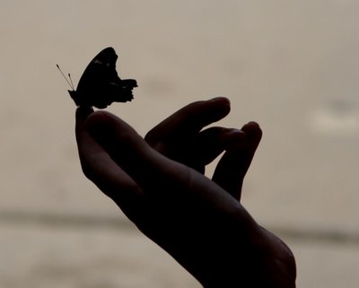butterfly
