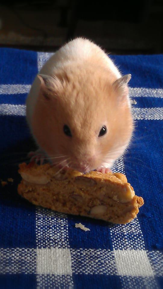 my hamster