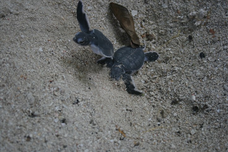 blackleather turtles