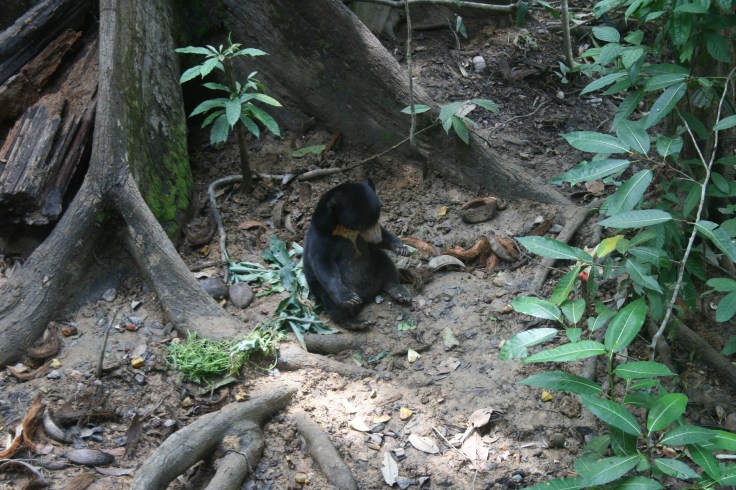 Sunbear in Sanctuary