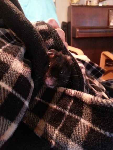 Hamie in the all-day-robe and in the back you see part of my piano