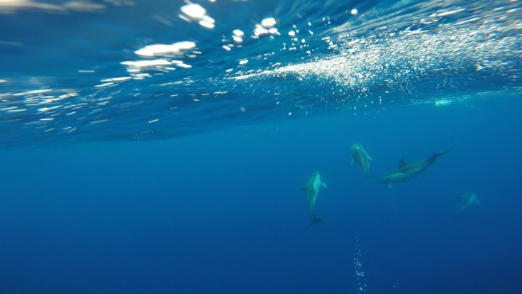 Common Dolphins in the deep blue
