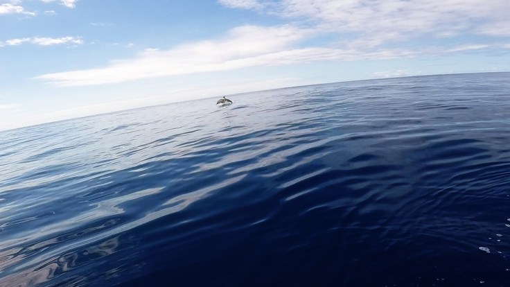 Common Dolphin porpoising