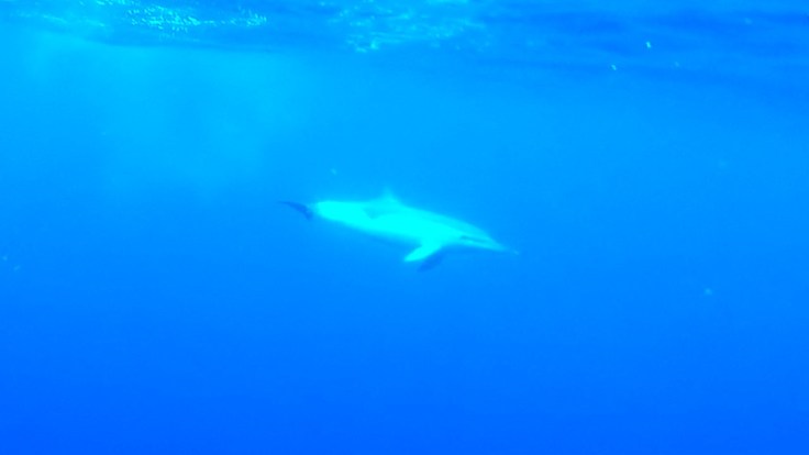 Common dolphin checking me out