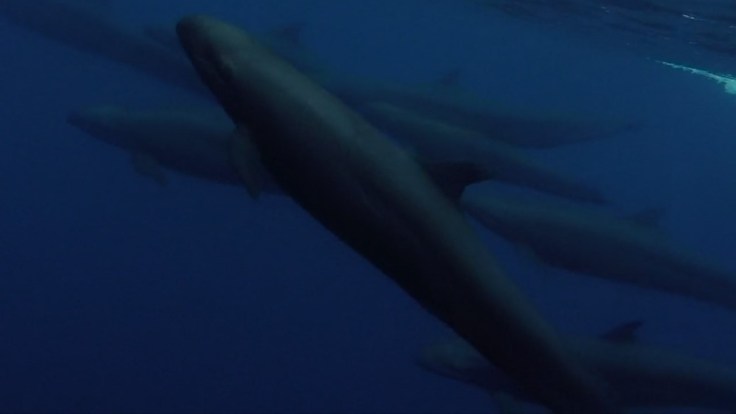 Close encounter with false killer whales