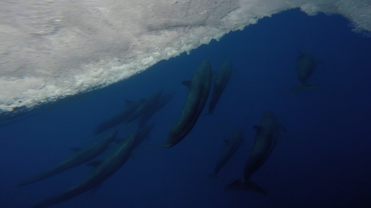 False Killer whales resurfacing