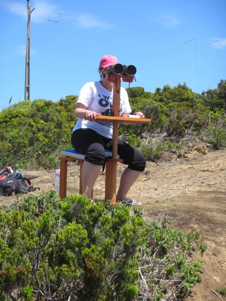 Looking out for whales