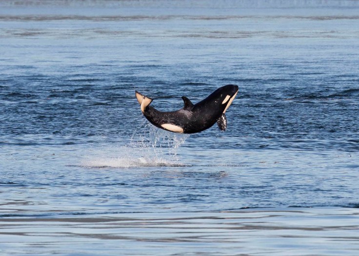 Happiest Baby Orca