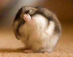 If you are unsure whether or not your hamster is happy or not, read this article by F. C. Brown Cloud. https://fcbrowncl0ud.wordpress.com/2015/08/10/on-growing-up-poor-and-hamsters/