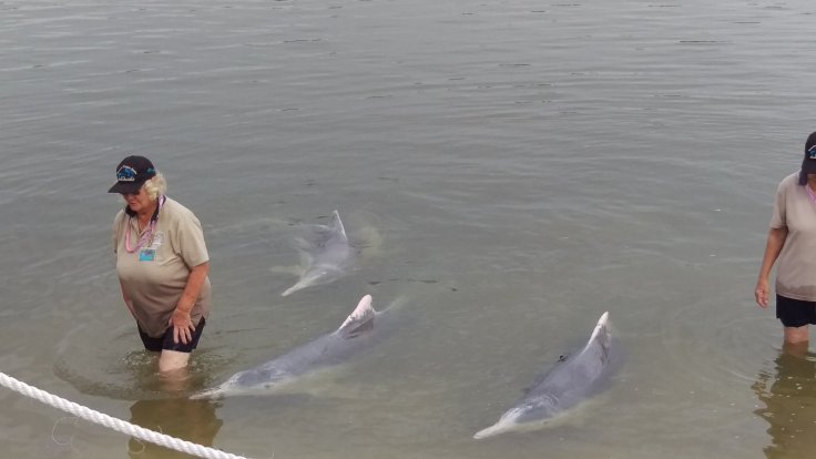 The amazing volunteers at Tin Can Bay