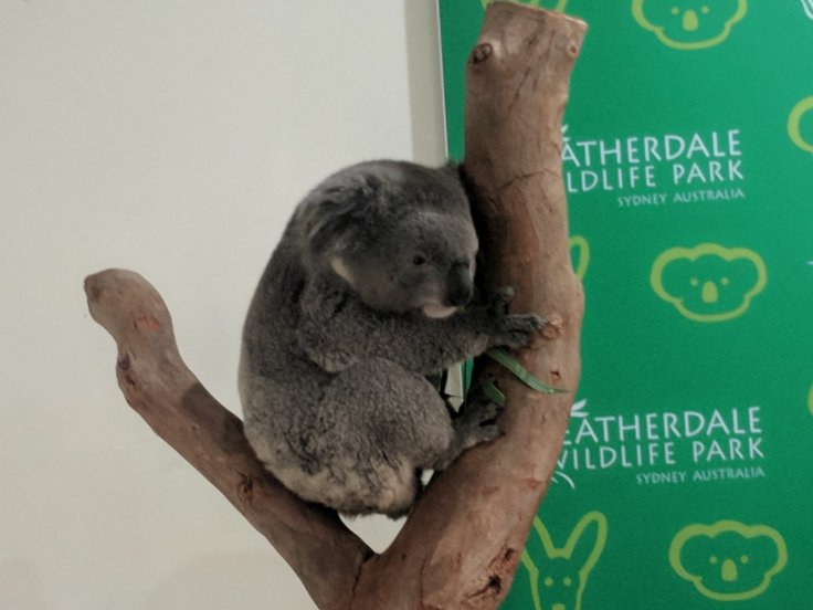 Brekkies with a koala Brekkies with a koala